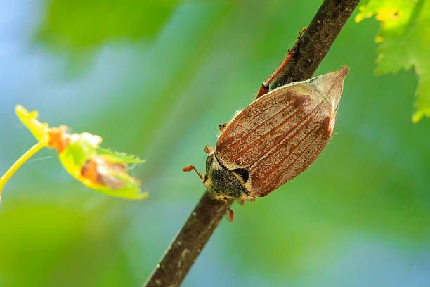 Closeup of an insect, an arthropod organism, a pollinator, adapted to terrestrial environments. The beetle is sitting on the ground next to a plant, potentially as a pest for the plant
