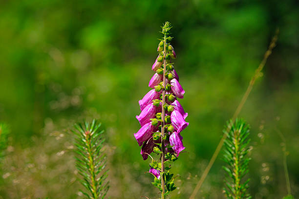 Closeup of Digitalis purpurea, foxglove flowers blooming in a meadow