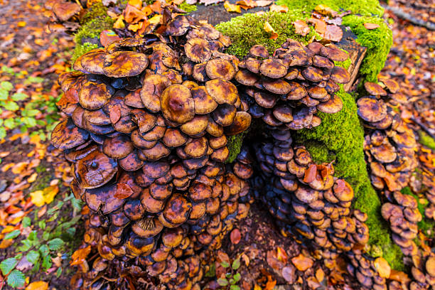 Beautiful old oak tree forest Speulderbos in Autumn colors, this forest is known by its oaks named dancing trees.