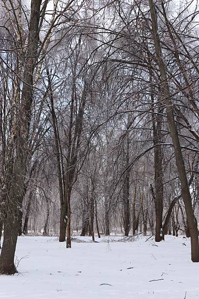 Snow covered trees. Winter landscape, snowy blizzard.