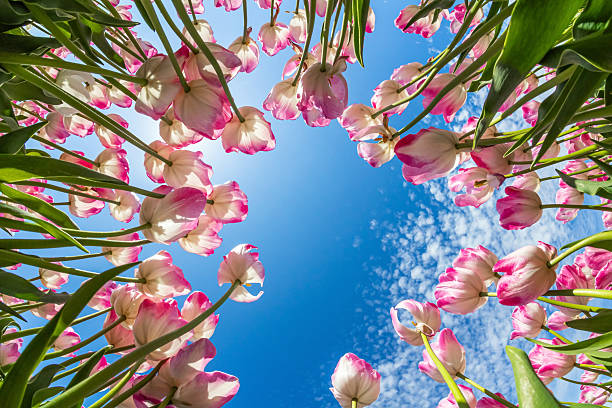 Huge white and pink tulips on tall stems are illuminated by the spring sun. The Netherlands.
