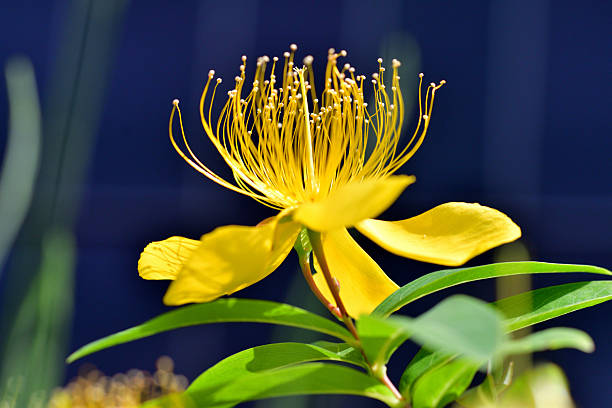 Native to China, Hypericum chinense is unique and beautiful yellow flower, which blooms in summer (May to July). The sweet-scented blossoms sit atop two foot stems that rise from low-growing foliage. The blossoms are abundant and brilliant, and create a striking display. The petals have a crinkled silk appearance, and come in shades of yellow and orange. Most are single forms, but semi-doubles are sometimes seen.