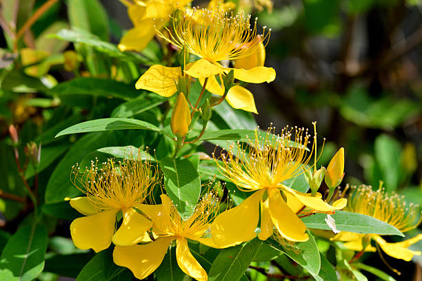 Native to China, Hypericum chinense is unique and beautiful yellow flower, which blooms in summer (May to July). The sweet-scented blossoms sit atop two foot stems that rise from low-growing foliage. The blossoms are abundant and brilliant, and create a striking display. The petals have a crinkled silk appearance, and come in shades of yellow and orange. Most are single forms, but semi-doubles are sometimes seen.