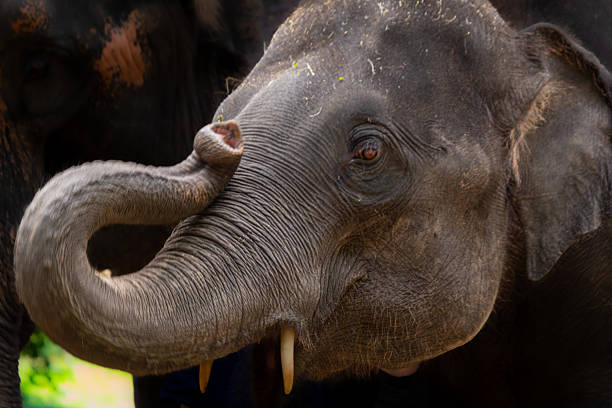The elephant family  outdoor
