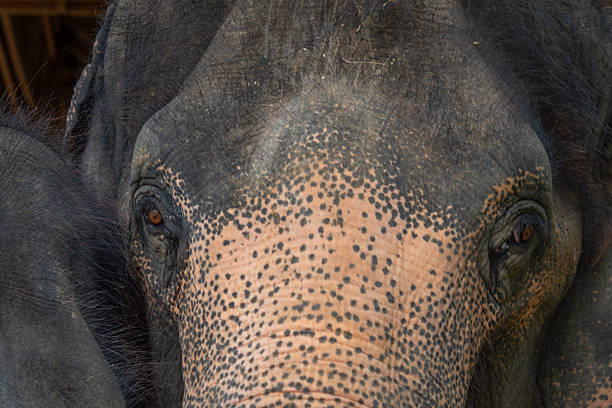 Closeup of asian elephant showing rough skin texture and soulful eyes, perfect for wildlife conservation themes, ethical elephant tourism, animal portraits, and emotional wildlife connection imagery