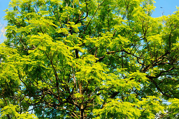 Vibrant green colored tropical treetop