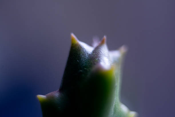 Macro photograph of a droplet on a cactus.