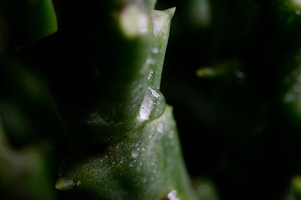Macro photograph of a droplet on a cactus.