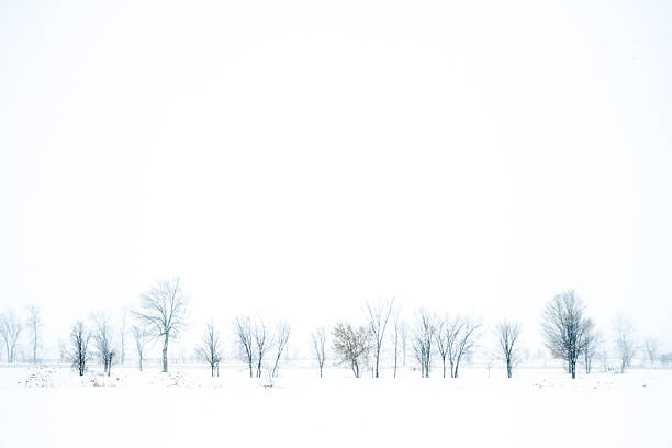 Minimalist and serene winter landscape in Quebec characterized by trees covered in snow under a white and diffuse sky