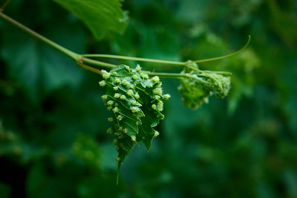 Hop flowers blossoming in the garden.