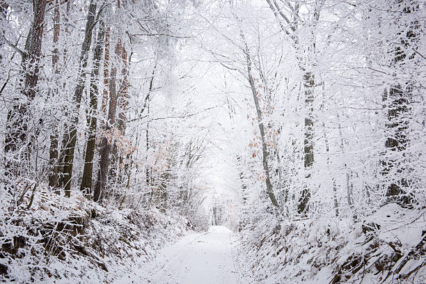 A serene winter scene in a forest. Snow covers the trees and a path leads through the snow