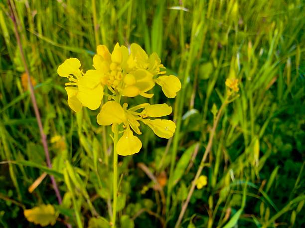 Wile hiking on the mountains got to see so many little flowers. Little but beautiful. Different Colors - White, pink, blue, yellow, purple, green, red. Located in Weir Canyon Trailhead, Anaheim California. January 2026