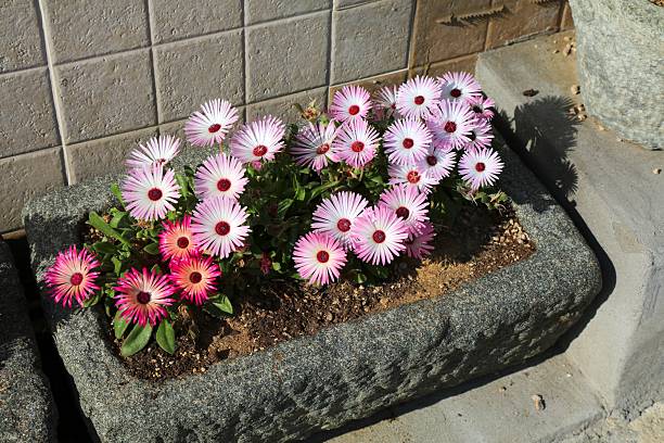 Municipal greenery - Cleretum bellidiforme (Livingstone daisy) flowers in stone flower pot in Seoul city, South Korea.