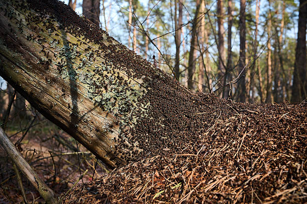 Large colony of ants (Lasius fuliginosus) on an old, moss-covered tree trunk in a sunny forest.