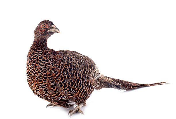 female European Common Pheasant, Phasianus colchicus, in front of white background
