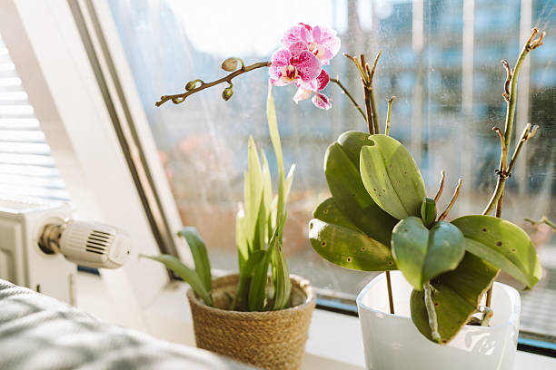 Yellow/red Phalaenopsis orchid in gold flower pot by window in living room.