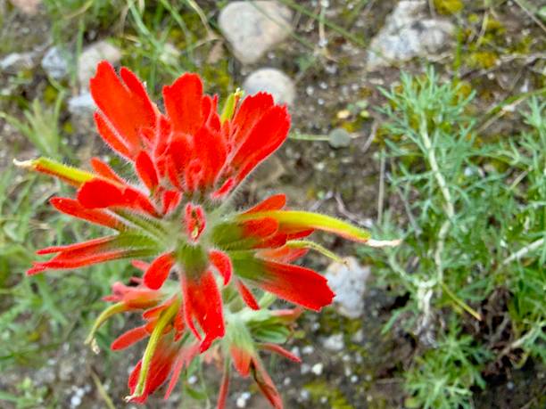Close-up photograph of a Scarlet Indian paintbrush (Castilleja coccinea) flower in mid-June.  Photograph taken in south-eastern Manitoba.