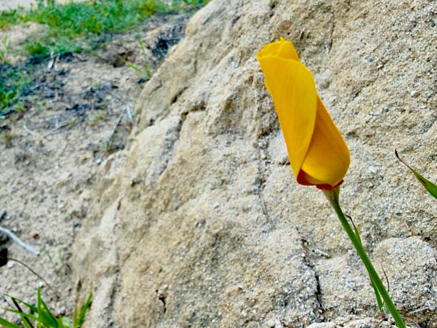 Wile hiking on the mountains got to see so many little flowers. Little but beautiful. Different Colors - White, pink, blue, yellow, purple, green, red. Located in Weir Canyon Trailhead, Anaheim California. January 2026