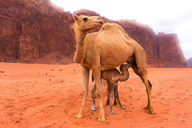 A dromedary mother nurses her young calf amidst the distinctive geological formations of Jordan. This tender moment highlights the strong bond between a mother and her offspring, showcasing endurance and survival in the challenging Middle Eastern region. The scene features red sands and towering stone cliffs as a backdrop.
