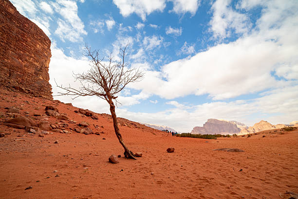Explore the unique geology of Wadi Rum, Jordan. A solitary, leafless plant stands resiliently in the red earth, framed by imposing stone formations and an expansive blue background. A small group of individuals traverse the remote terrain, highlighting travel and exploration of this distinct region.