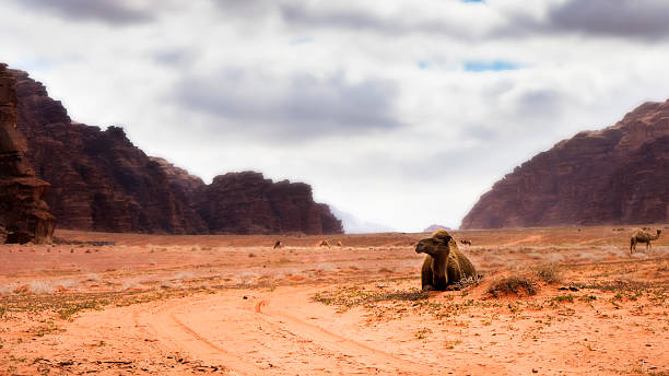 A dromedary camel rests on the distinctive red earth of Jordan, with towering mountain formations framing the expansive view under a cloudy sky. This remote region offers a glimpse into traditional travel routes and rugged beauty.
