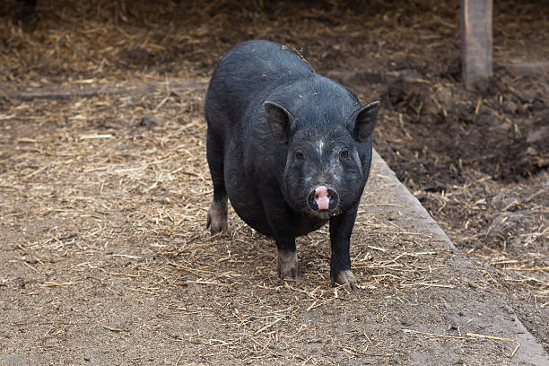 A group of Hampshire pigs eating in a farm pen in Northumberland, England.
