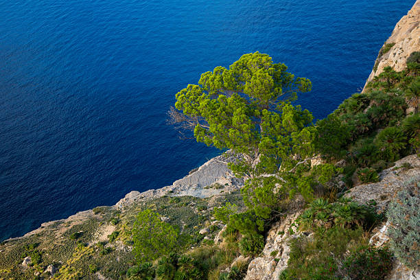 Green Pine Tree on Steep Cliff Overlooking Deep Blue Sea at Cap Formentor