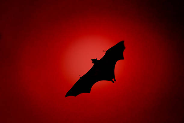 Terrible horrible bat silhouette in sky in flight. Night scary vampire in form of bat