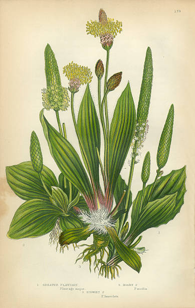 Very Rare, Beautifully Illustrated Antique Engraved Plantain, Banana, Ribwort, Greater Plantain, Victorian Botanical Illustration, from The Flowering Plants and Ferns of Great Britain, Published in 1846. Copyright has expired on this artwork. Digitally restored.