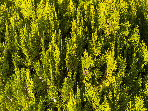 Cypress foliage closeup view, dense green texture background,  in bright sunlight, sunny day