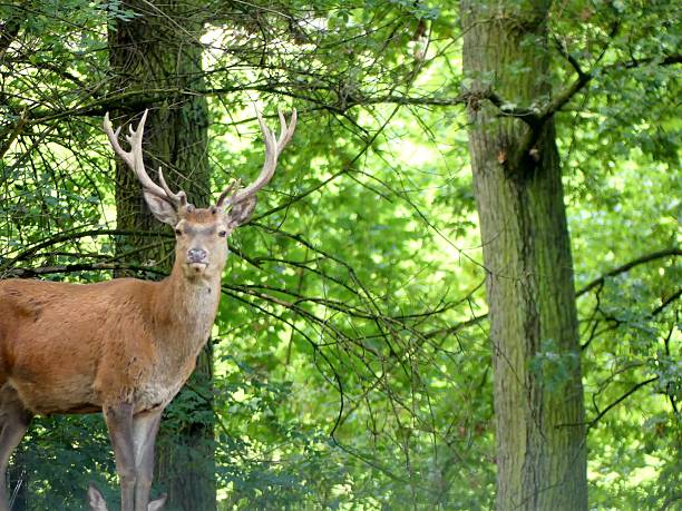 red deer buck running on top of a hill ( Cervus elaphus )