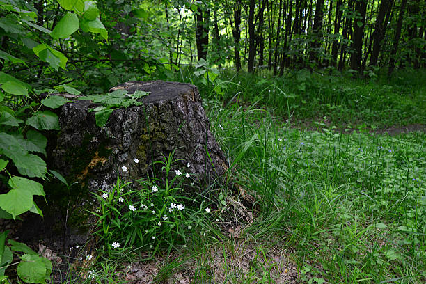 Old Tree Stump in a Lush Green Forest with blooming anemone flowers