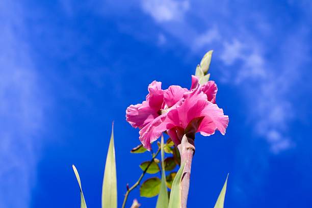 A view of a tall pink gladiolus, also known as a sword lily, is captured from a low angle against a clear blue sky in a sunny outdoor setting.  The upward perspective emphasizes the plant’s height, strength, and elegant vertical form.Trumpet-shaped blossoms bloom in sequence along a single spike, glowing in bright sunlight.This view highlights growth, resilience, and natural beauty in an outdoor garden setting.