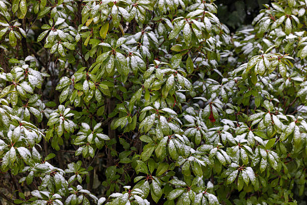 Close-up view of green evergreen shrub leaves lightly covered with fresh snow. Natural winter background showing contrast between snow and foliage, suitable for seasonal, climate, nature, and environmental concepts.