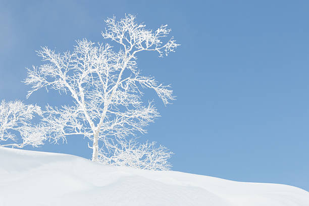 Frozen dead branches on trees in winter