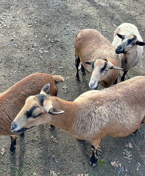 West african dwarf sheepat Ormanya, Kocaeli, Izmit, Turkey.