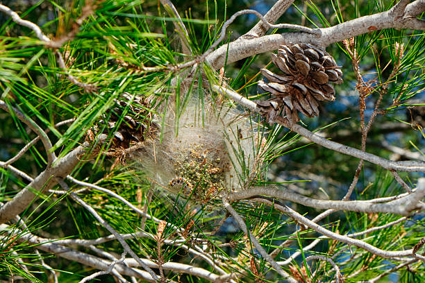 a pine tree branch shows a large webbed structure created by processionary caterpillars, surrounded by cones and needles in natural daylight