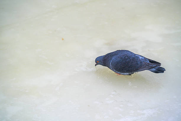 Pigeon looking down on a layer of ice, possibly searching for food or water during a cold winter day, conveying themes of survival and adaptability in harsh conditions