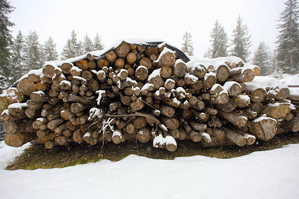 Stacked timber logs covered with snow on mountain meadow in winter, rural forestry storage