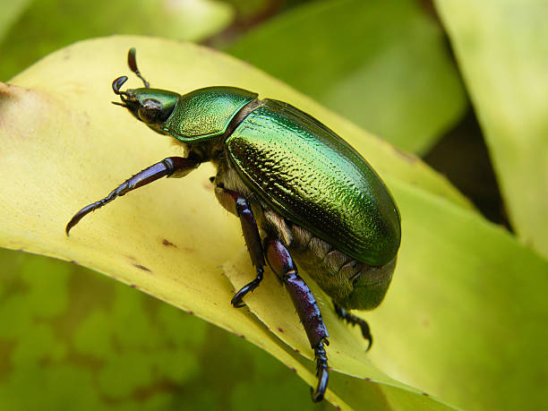 Detailed macro photograph of a metallic green beetle resting on a leaf, highlighting insect biodiversity and nature.