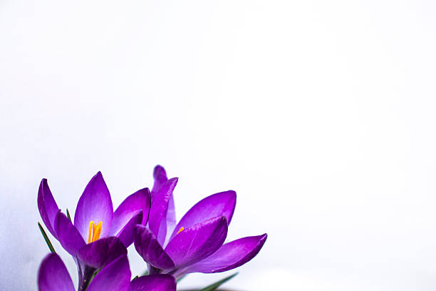 Close-up arrangement of vibrant purple crocus flowers with green leaves on a clean white paper background, shot from a slightly elevated angle, conveying freshness, springtime, and minimal elegance.