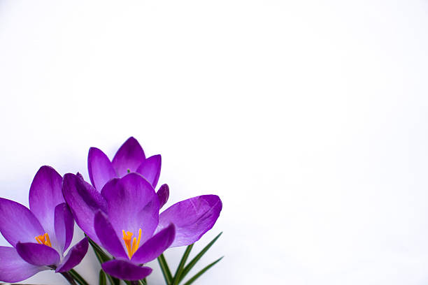 Close-up arrangement of vibrant purple crocus flowers with green leaves on a clean white paper background, shot from a slightly elevated angle, conveying freshness, springtime, and minimal elegance.