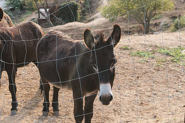Four friendly donkeys competing for attention