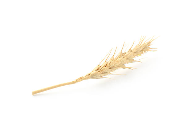 One spike of wheat isolated on white