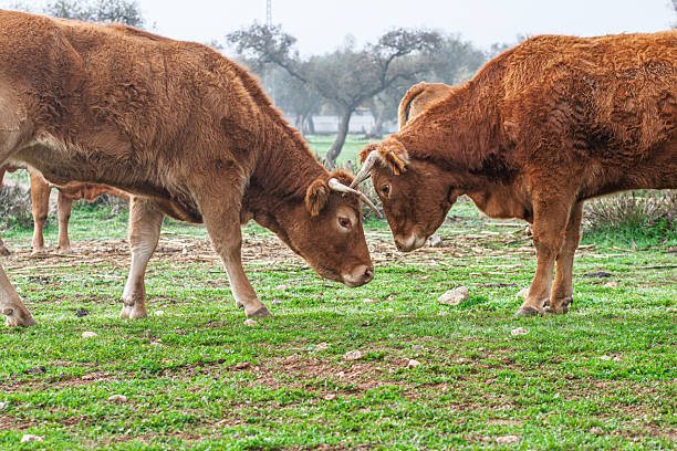 Two Limousin cows face to face in a dehesa in Sanlucar la Mayor, Seville, Andalusia, Spain. The open range landscape defines the region's agriculture.