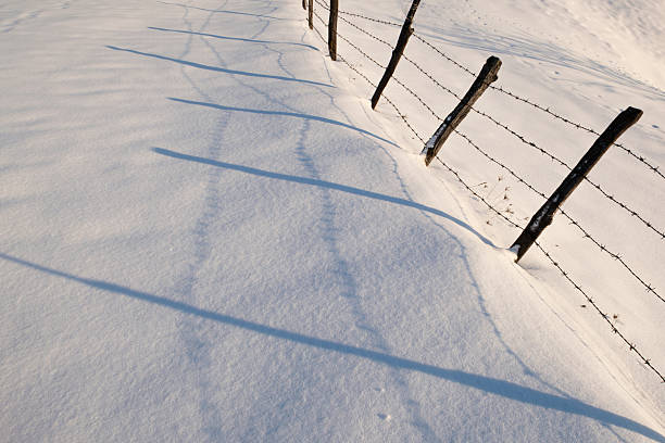 Minimalist winter scene with a barbed wire fence casting long shadows across fresh snow. Strong abstract composition conveying concepts of boundaries, restriction, isolation, protection, division, and rural winter landscape.