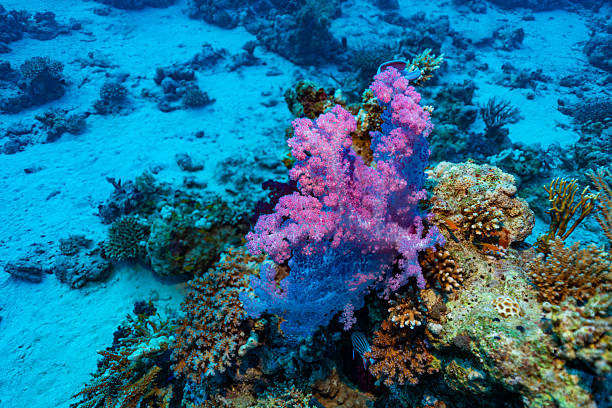Vibrant underwater scene at the Small Gubal dive site, Red Sea. Features orange/yellow hard coral (Pocillopora verrucosa) contrasting with purple soft corals (Dendronephthya sp.). Captures rich marine biodiversity.