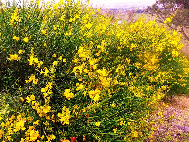 Broom (Genista or Cytisus species) with bright yellow flowers, photographed on Mount Vesuvius, Italy. The plant features slender, green, twig-like branches densely covered with bright yellow flowers. This hardy shrub thrives in rocky, well-drained soils typical of volcanic landscapes like Mount Vesuvius. The image captures the broom's lush, bushy appearance, highlighting its striking contrast with the surrounding terrain.