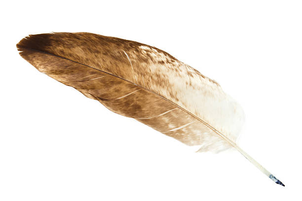 Parrot feather isolated on white background