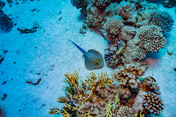 Blue-spotted ribbontail ray (Taeniura lymma) rests on a sandy seabed next to coral formations at the Jackson Reef dive site, Red Sea. Bright blue spots on a yellowish body and blue tail stripes